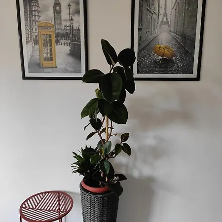 Apartment Cozy Cik-cak