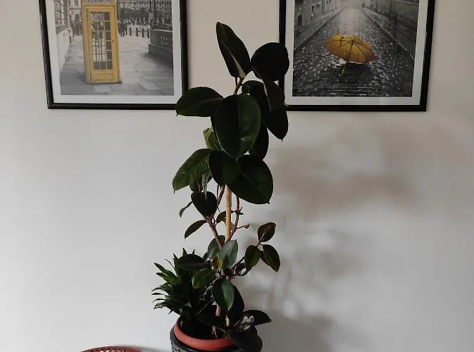 Apartmán Cozy Cik-cak